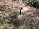 Goose