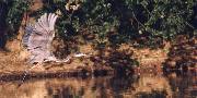 Heron in Flight
